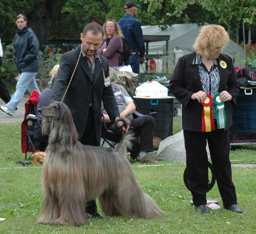 Sighthounds Specialty show of  Tammsvik (S)