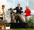 Jimlet receives the all breed best in show title at clermont knl club 2011