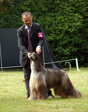 Donaueschingen Sighthounds Show (D)