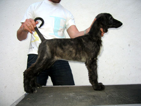 FEMALE BLUE BRINDLE
