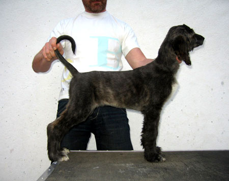 FEMALE BLUE BRINDLE