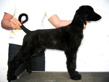 FEMALE RED BRINDLE