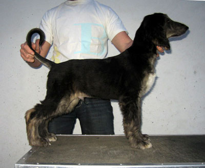 MALE BRINDLE DOMINO