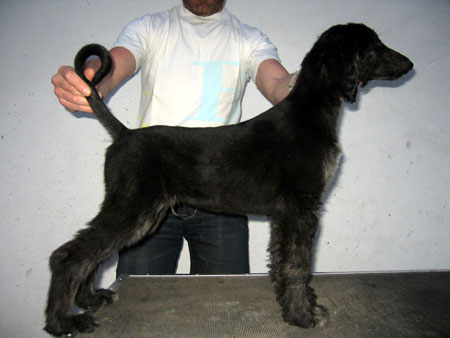 MALE BRINDLE DOMINO