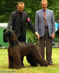 Donaueschingen Sighthounds Show (D)