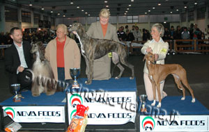 Modena International Show