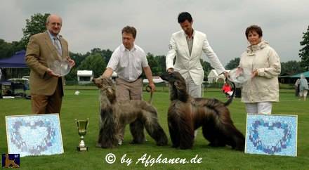 Sighthounds Specialty show of Ostercappeln (D)