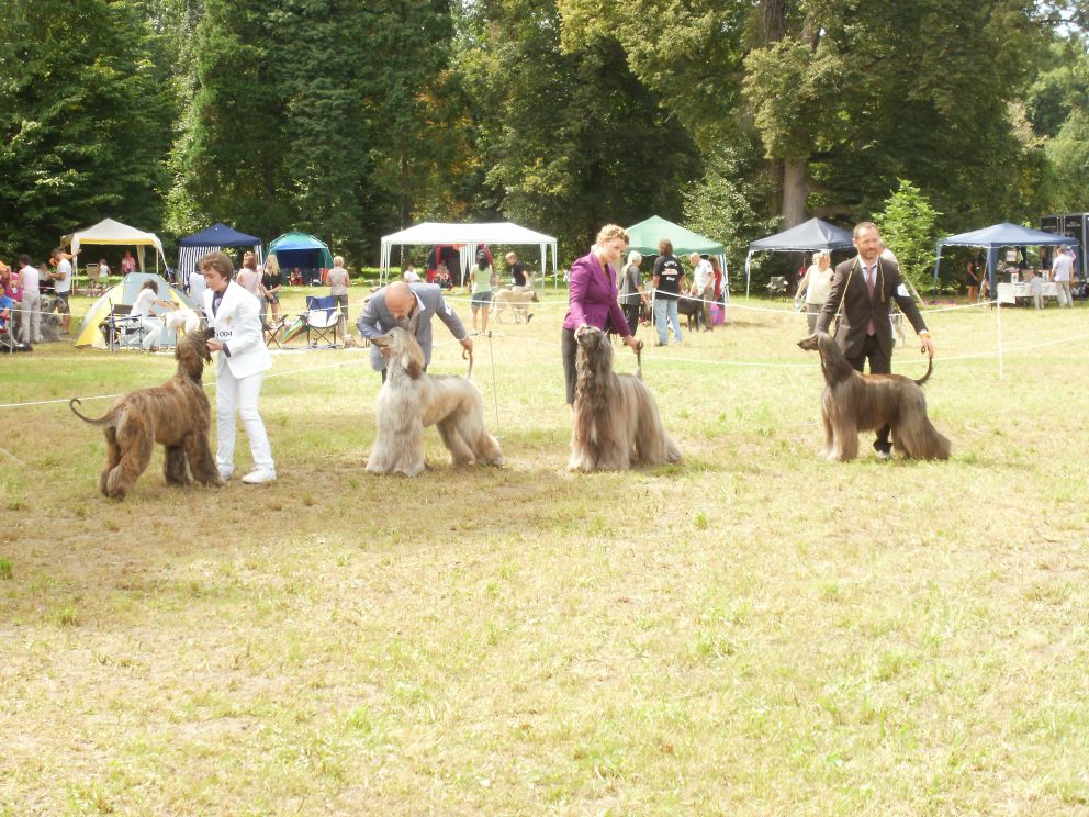 Euro sighthound show-grafenegg (a)