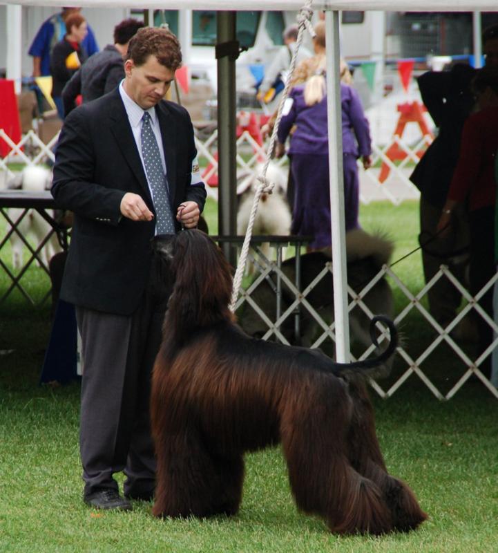 Coveted made his debut in USA by winning a BEST OF BREED