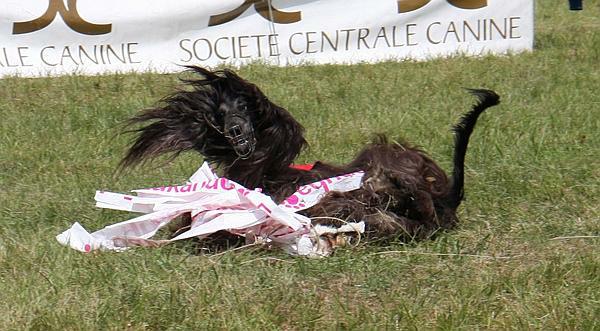 swedish lure coursing news